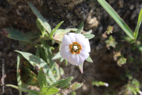 Trichodesma Indicum or Indian Borage flowers photo