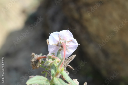 Trichodesma Indicum or Indian Borage flowers photo