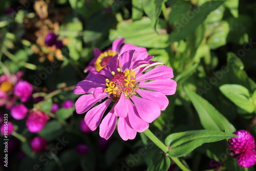 Zinnia or Youth and age beautiful flowers