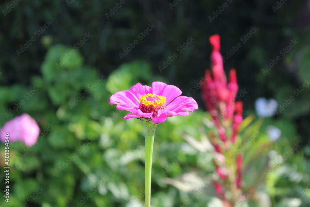 Fototapeta premium Zinnia or Youth and age beautiful flowers