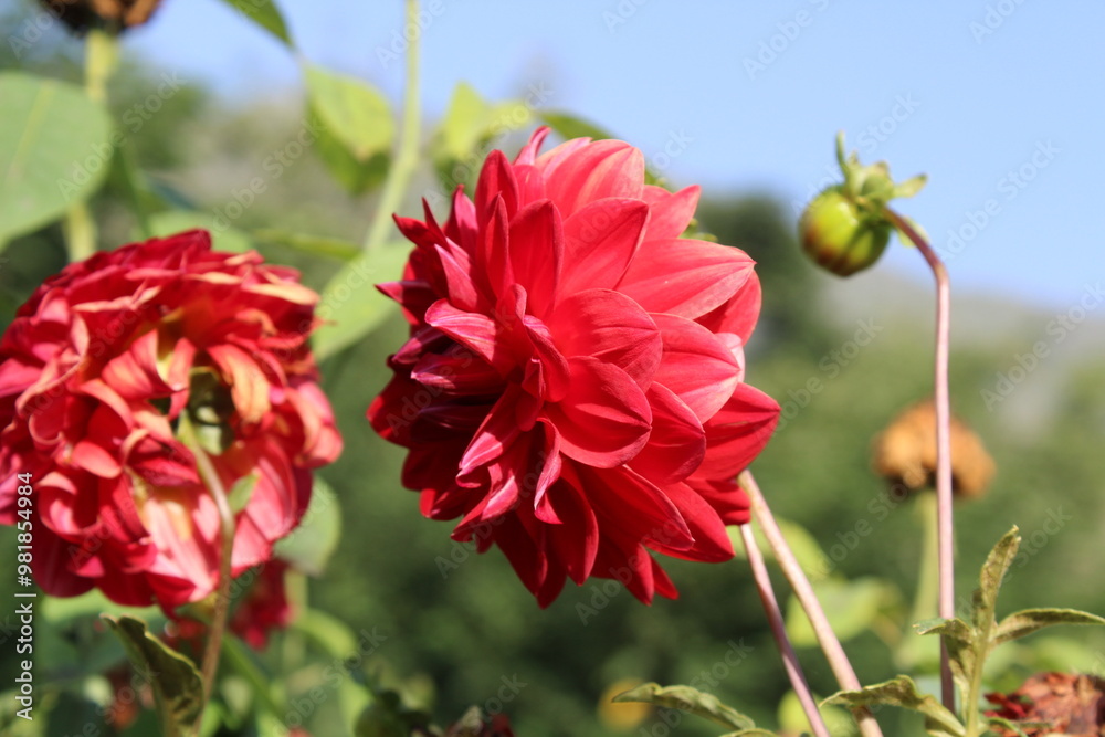 Obraz premium Dahlia or Dahlia Hortensis flowers