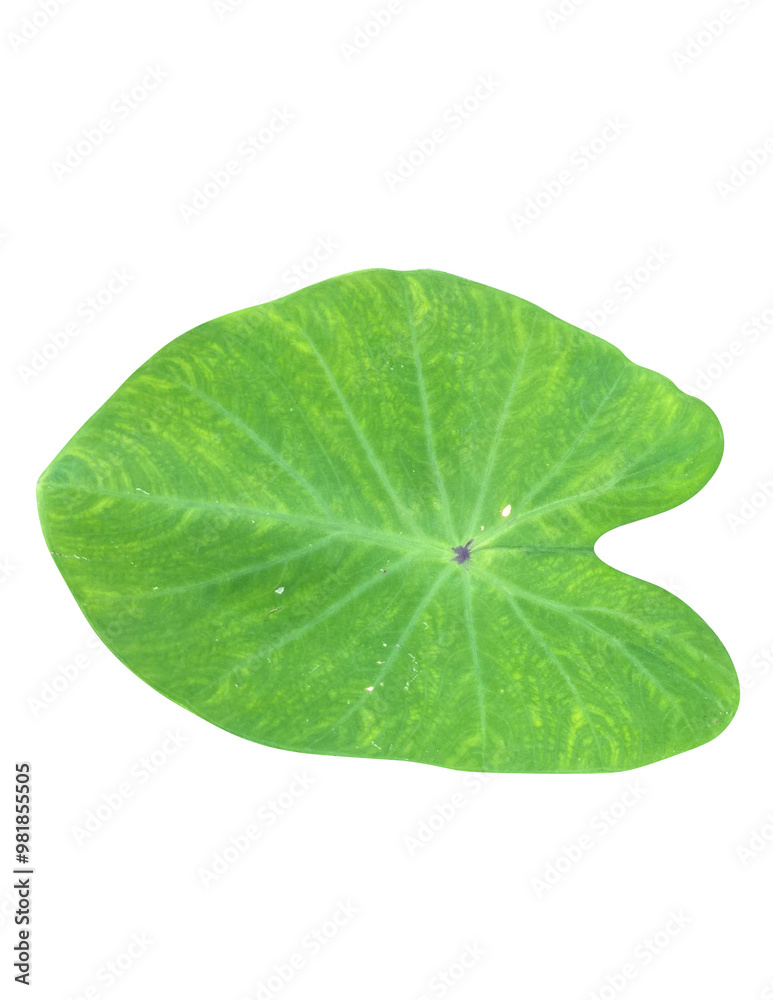 Taro or elephant ear plant leaves isolated on white background.
Taro or elephant ear plant leaves isolated on white background.