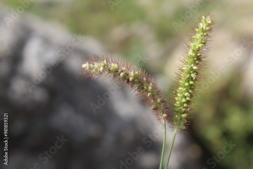 Setaria pumila, yellow foxtail, yellow bristle-grass, pigeon grass or cattail grass photo