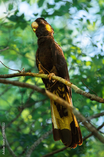 The yellow-tailed black cockatoo is a large cockatoo native to the south-east of Australia. Scientific name is Zanda funerea. photo