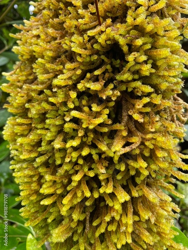 Palustriella Moss, green moss on tree photo