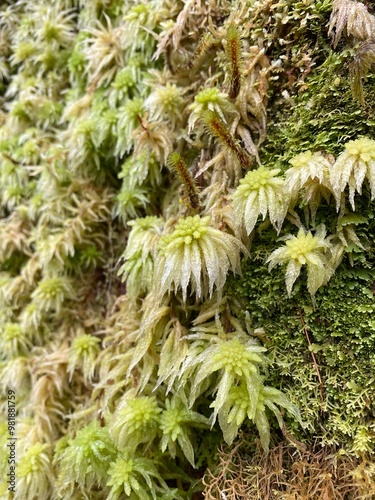 Sphagnum cristatum is a species of plants, New Zealand Sphagnum, close up of green moss photo