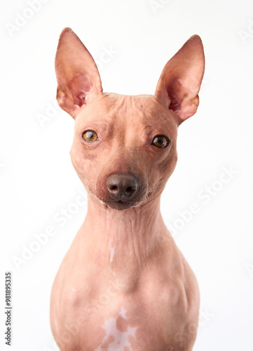 A close-up portrait of an American Hairless Terrier dog against a white background, highlighting its distinct features and hairless skin.