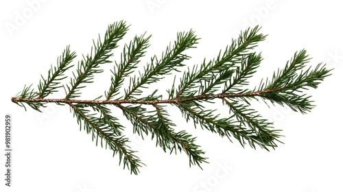 Pine twig on a white transparent background