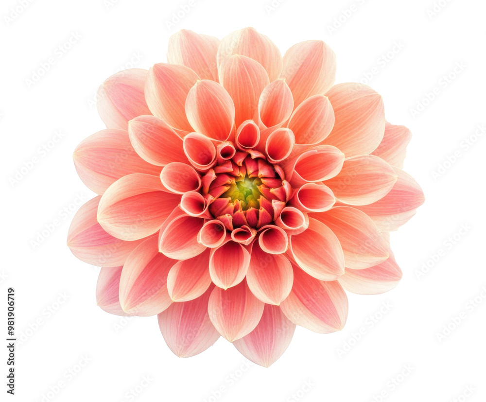flower isolated on white flower isolated on white