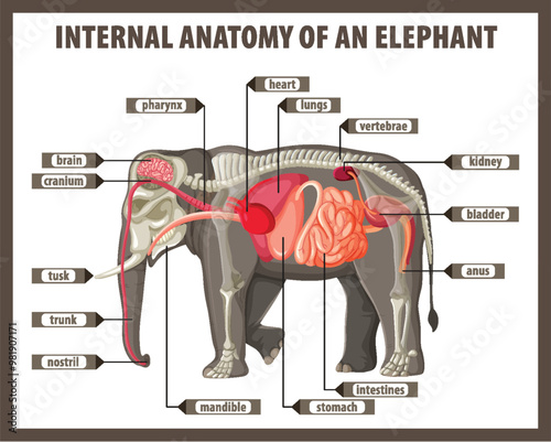 Internal Anatomy of an Elephant