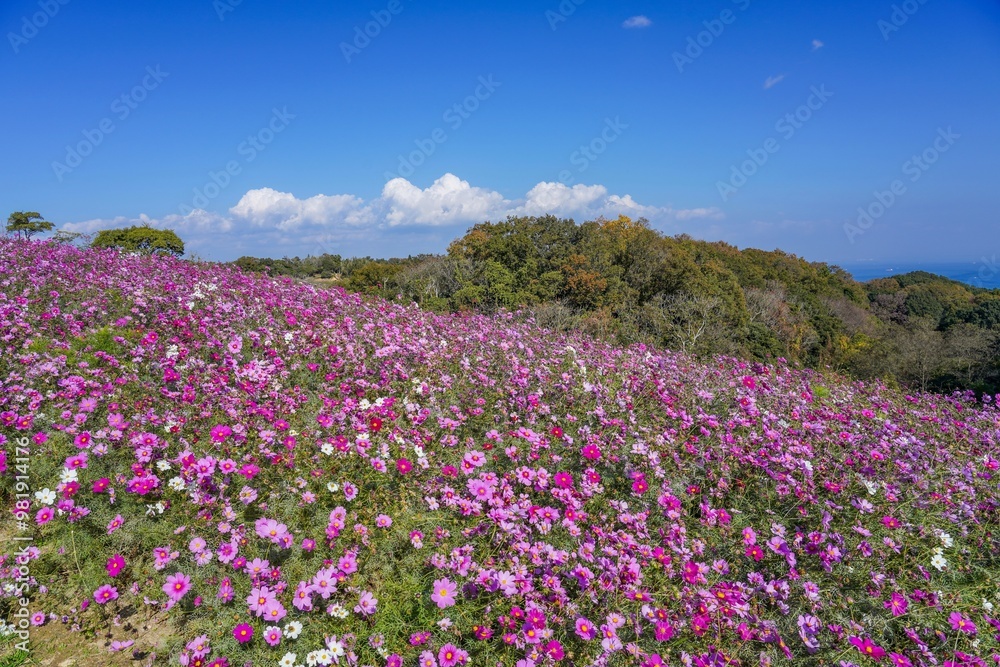 満開のカラフルなコスモス咲く丘の情景