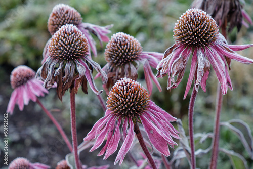Fototapeta Naklejka Na Ścianę i Meble -  Close up of Echinacea flowers (coneflower) covered with hoarfrost. Frost in Autumn season in the garden