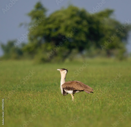 Great Indian Bustard Male At Thar Desert  photo