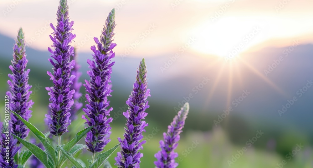 Fototapeta premium Vibrant purple wildflowers blooming in nature