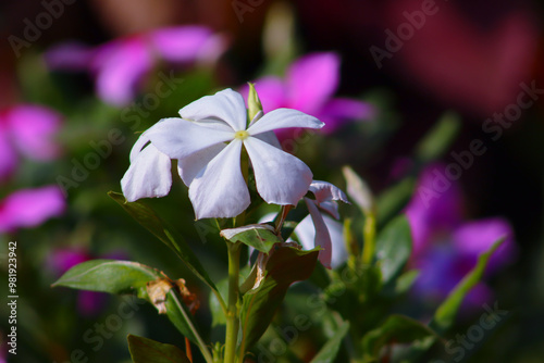 Catharanthus roseus White Beautiful Flowers With Blur Flower Background photo