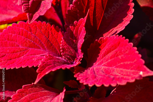 Coleus Red Head Plant Beautiful Closeup Wallpaper