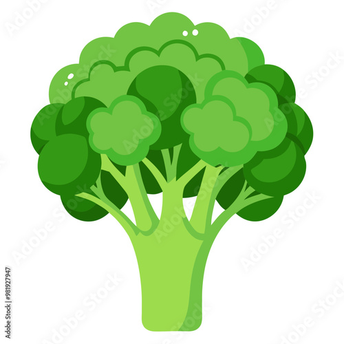 Fresh broccoli vegetable isolated illustration, organic green broccoli head for healthy cooking and vegetarian recipes