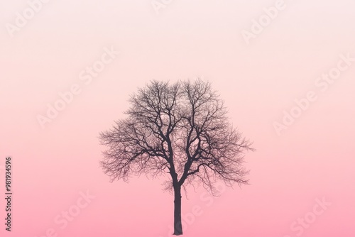 Silhouette of a Bare Tree Against a Pink Sky photo