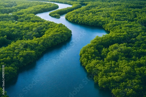 Aerial view of a winding river surrounded by lush green mangroves, showcasing vibrant nature and aquatic ecosystems.