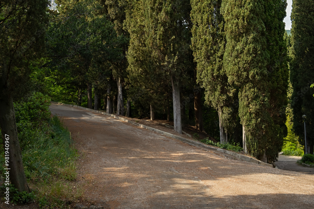 Naklejka premium Cypress Alley is a road. Green majestic tall trees in the park. Southern crops are grown. Decoration of gardens and squares. Walking paths for outdoor walks. The concept of recreation. Soft sunlight