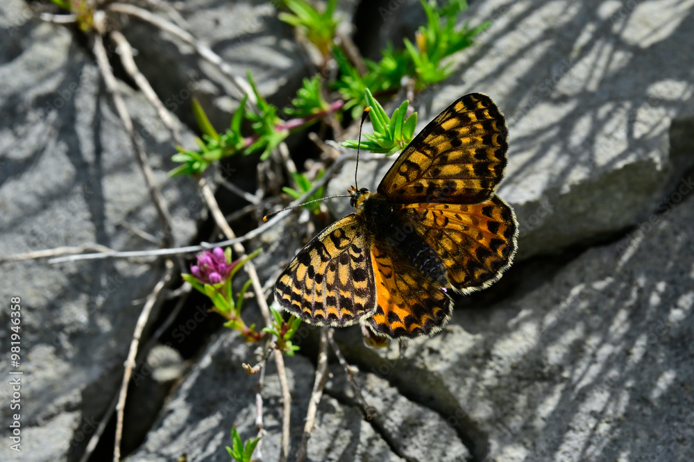 Roter Scheckenfalter (Melitaea didyma) auf Thymian-Blüte // Spotted fritillary on Thyme blossom Roter Scheckenfalter (Melitaea didyma) auf Thymian-Blüte // Spotted fritillary on Thyme blossom