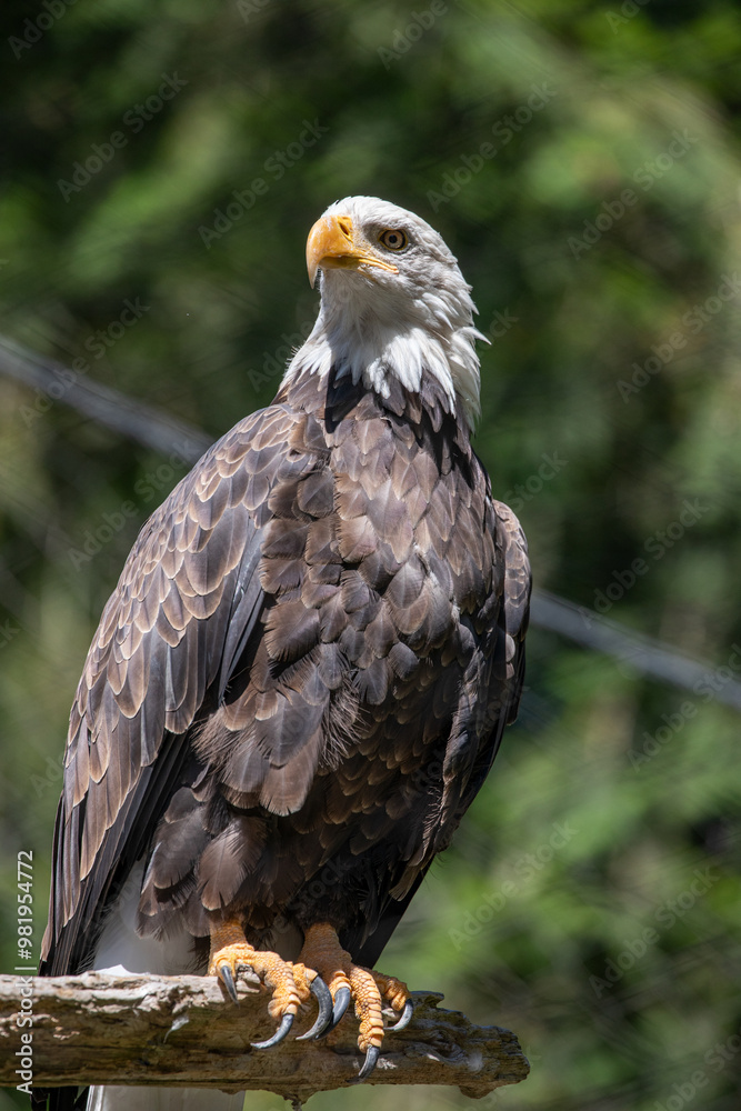 Beautiful bald eagle with yellow beak and white head, sitting on a tree branch in a natural environment forest wild park, captured through park fence. High quality close up picture for download Beautiful bald eagle with yellow beak and white head, sitting on a tree branch in a natural environment forest wild park, captured through park fence. High quality close up picture for download