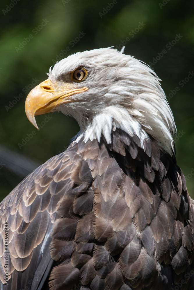 Beautiful bald eagle with yellow beak and white head, sitting on a tree branch in a natural environment forest wild park, captured through park fence. High quality close up picture for download Beautiful bald eagle with yellow beak and white head, sitting on a tree branch in a natural environment forest wild park, captured through park fence. High quality close up picture for download