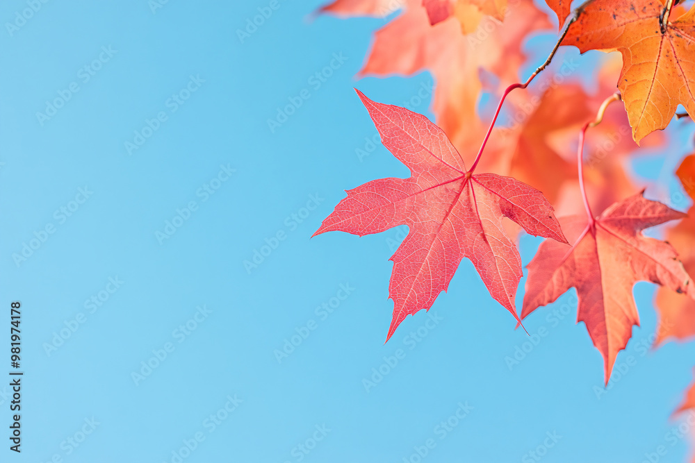 Vibrant autumn maple leaves contrast against clear blue sky, perfect for seasonal greeting cards, nature photography exhibitions, and fall-themed marketing campaigns Vibrant autumn maple leaves contrast against clear blue sky, perfect for seasonal greeting cards, nature photography exhibitions, and fall-themed marketing campaigns