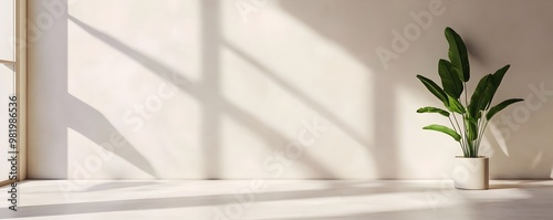 Minimalist Indoor Potted Plant with Bright Window Light and Shadow