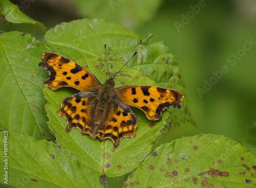 C-Falter (Polygonia c-album) photo