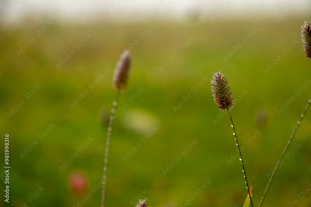 Poinae Phleum alpinum Poinae Phleum alpinum