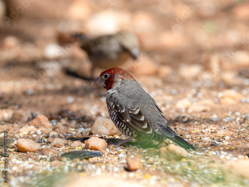 Rotkopfastrild (Amadina erythrocephala), auch Rotkopfamadine photo