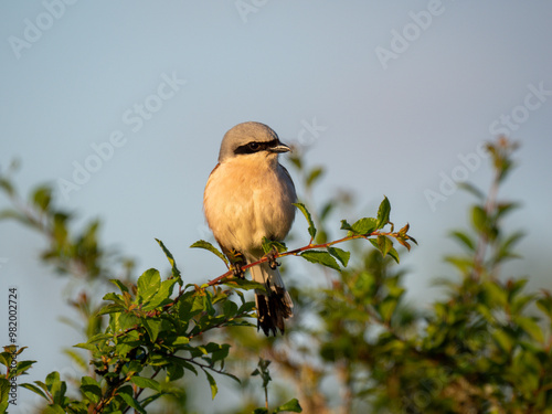 Neuntöter (Laius collurio) oder Rotrückenwürger photo