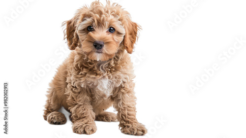 Mini Labradoodle full body isolate on transparent background