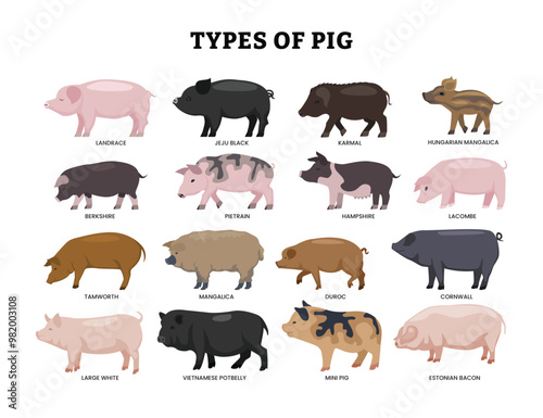 Different types of pig set, pig cartoon collection for education poster design, Cute farm animal with pink skin, flat snout, hooves and big ears. Domestic livestock, isolated on white background.