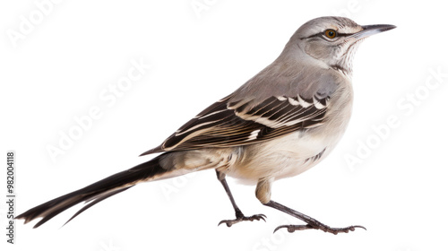 Mockingbird full body isolate on transparent background
