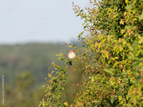 Neuntöter (Laius collurio) oder Rotrückenwürger photo