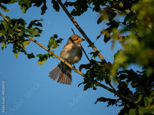 Neuntöter (Laius collurio) oder Rotrückenwürger photo