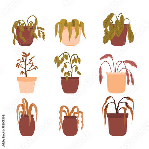 Set of dead plant in pot collection, withered wilted dead houseplant with dying dry sick leaf in bad condition, brown dry leaves, leaves droop, hang lifeless, isolated on white background.