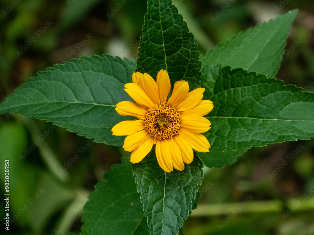 Yellow heliopsis flower close-up on a background of green leaves Yellow heliopsis flower close-up on a background of green leaves
