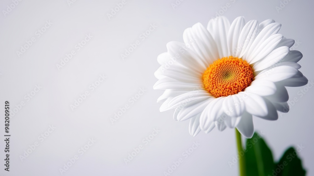 Macro photography of a white daisy flower showing intricate petal details on a pure white background, crisp and minimalist.