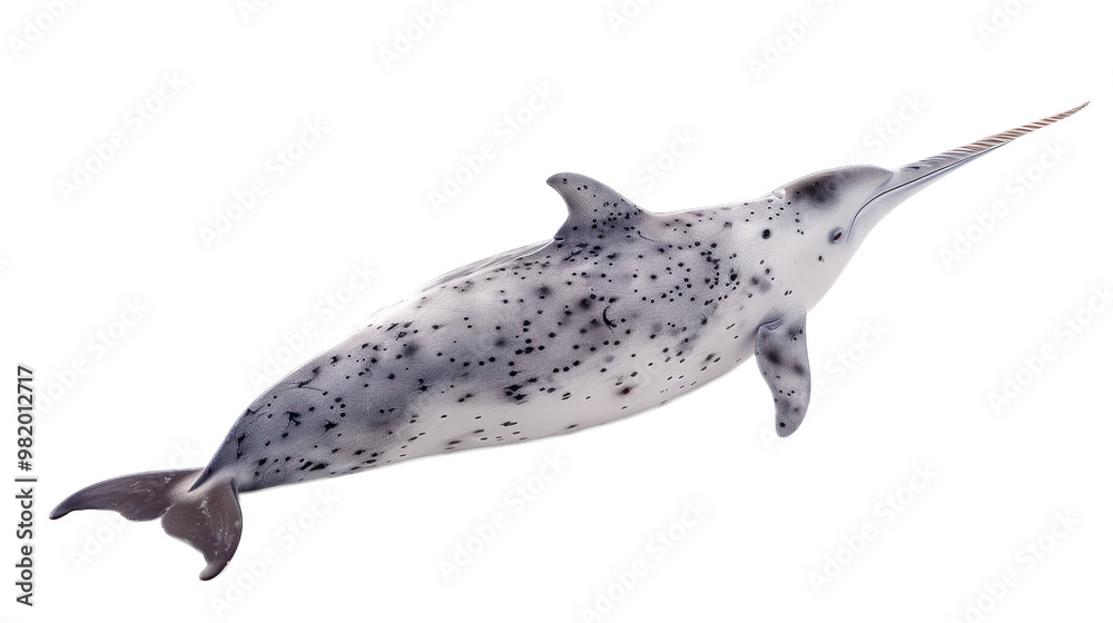 Fototapeta premium Narwhal full body isolate on transparent background