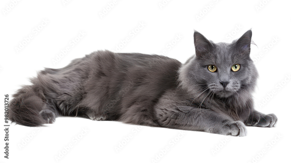 Obraz premium Nebelung full body isolate on transparent background