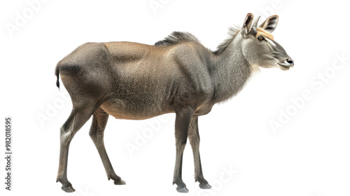 Nilgai full body isolate on transparent background