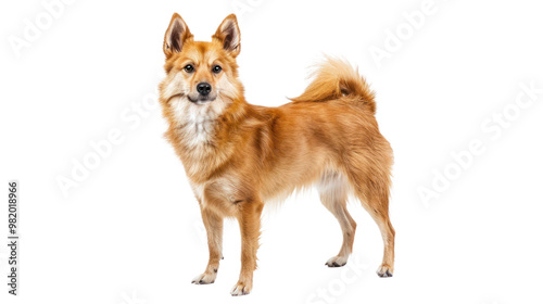 border collie puppy full body isolate on transparent background