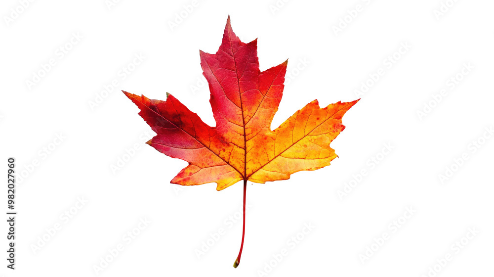 Autumn maple leaf on white transparent background Autumn maple leaf on white transparent background