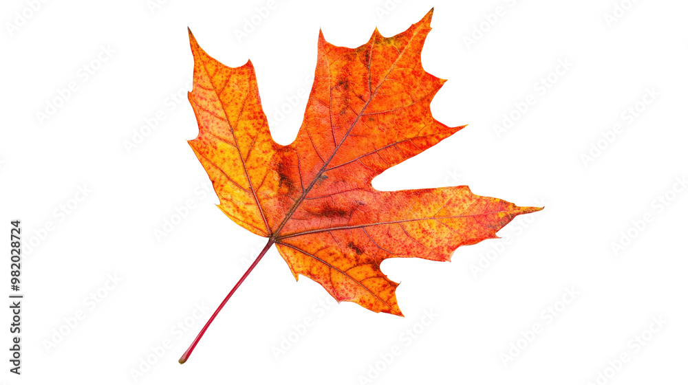 Fototapeta premium Autumn maple leaf on white transparent background