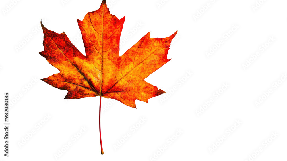 Autumn maple leaf on white transparent background Autumn maple leaf on white transparent background