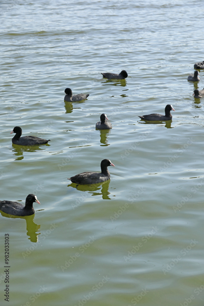 Eurasian coot birds on the river in summer time. Wildlife Eurasian coot birds on the river in summer time. Wildlife