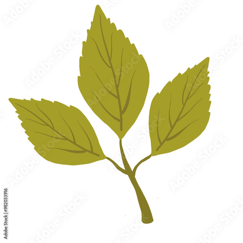 leaf illustration isolated tranparant elements photo